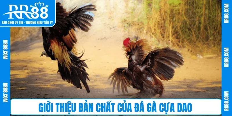 Giới thiệu bản chất của Đá Gà Cựa Dao