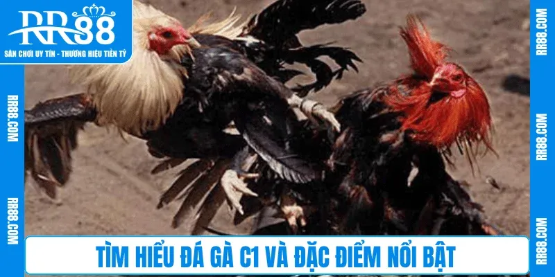 Tìm hiểu Đá Gà C1 và đặc điểm nổi bật